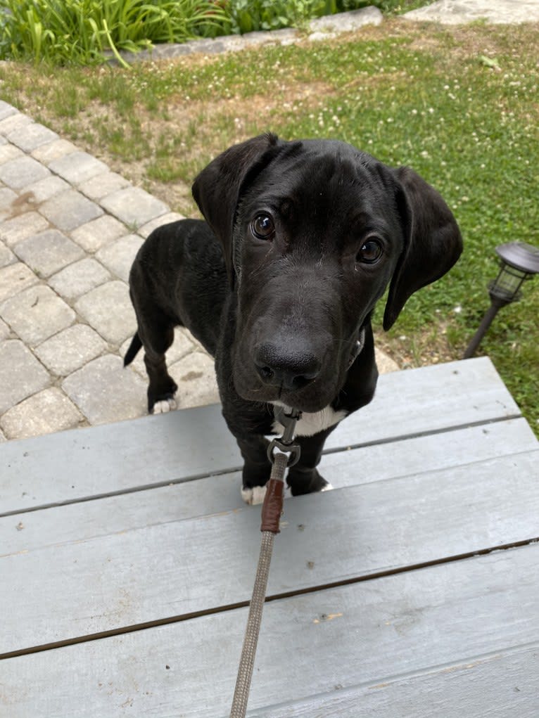 Beau, a Catahoula Leopard Dog and Great Dane mix tested with EmbarkVet.com