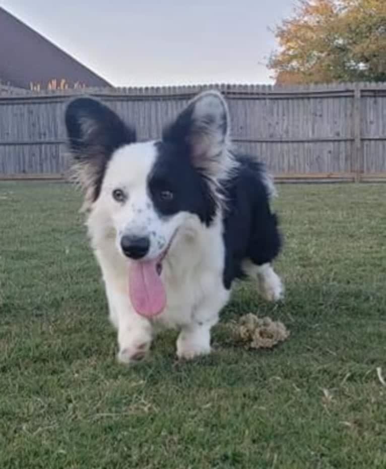 Major Point Jack Classic Clancy, a Cardigan Welsh Corgi tested with EmbarkVet.com