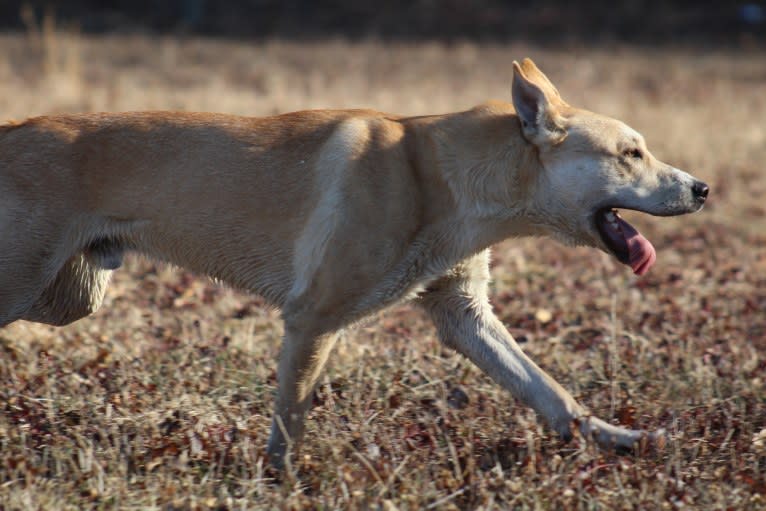 Loomy, a Carolina Dog tested with EmbarkVet.com