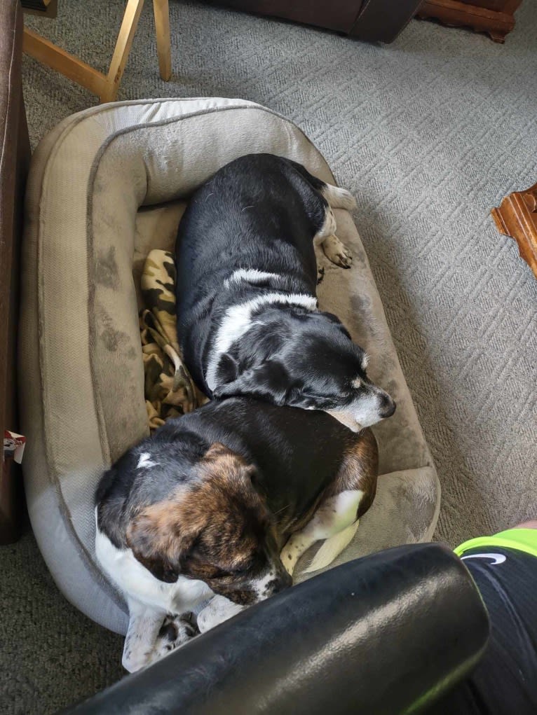 Donnie, a Beagle tested with EmbarkVet.com