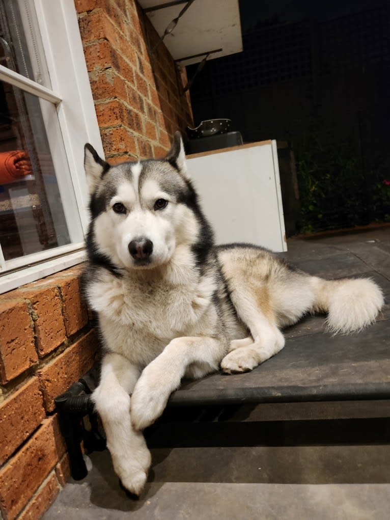 Apollo, a Samoyed and Siberian Husky mix tested with EmbarkVet.com