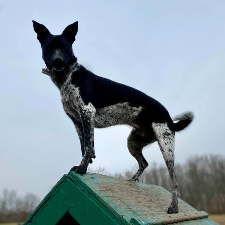 Bodhi, a South Asian Village Dog tested with EmbarkVet.com