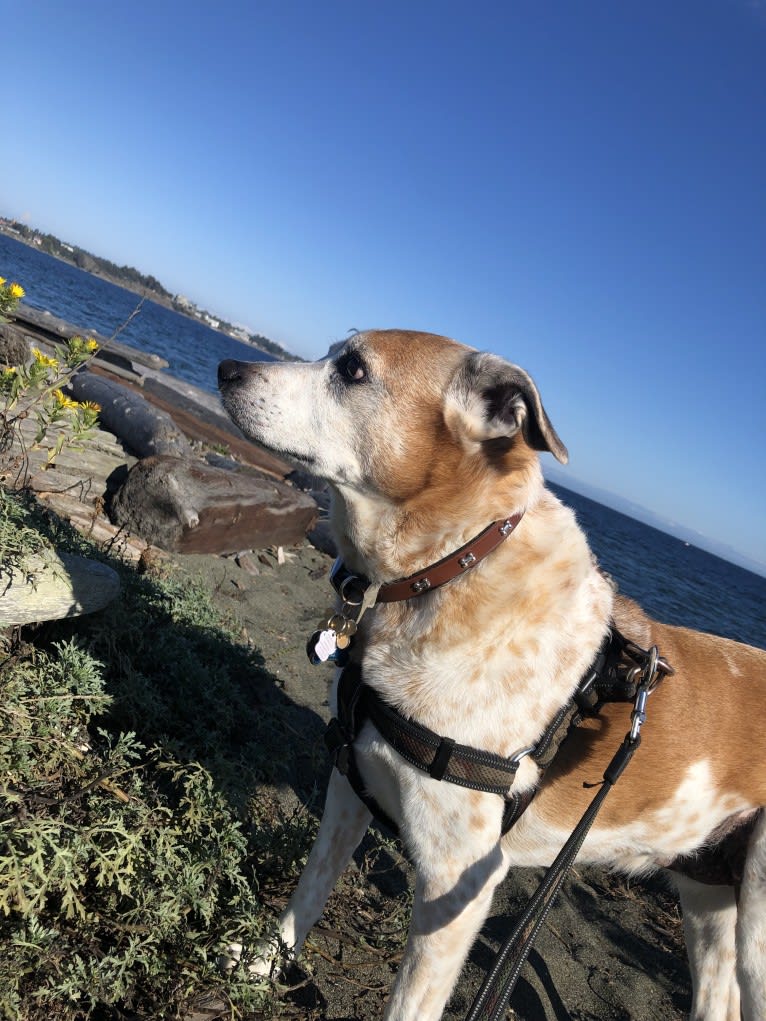 Chico, an Australian Cattle Dog and Rottweiler mix tested with EmbarkVet.com