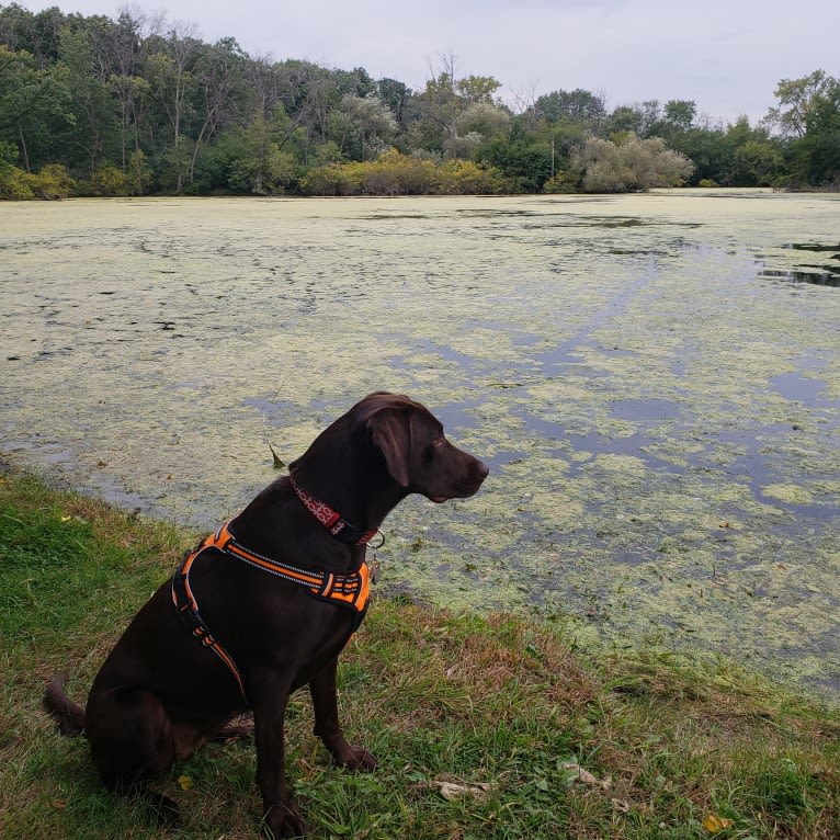Bree, a Labrador Retriever tested with EmbarkVet.com