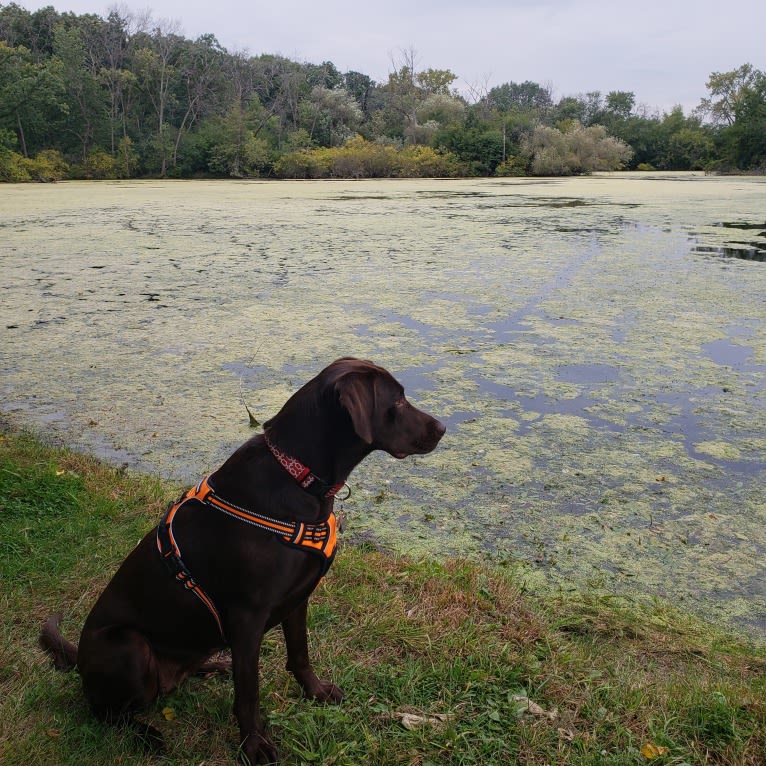 Bree, a Labrador Retriever tested with EmbarkVet.com