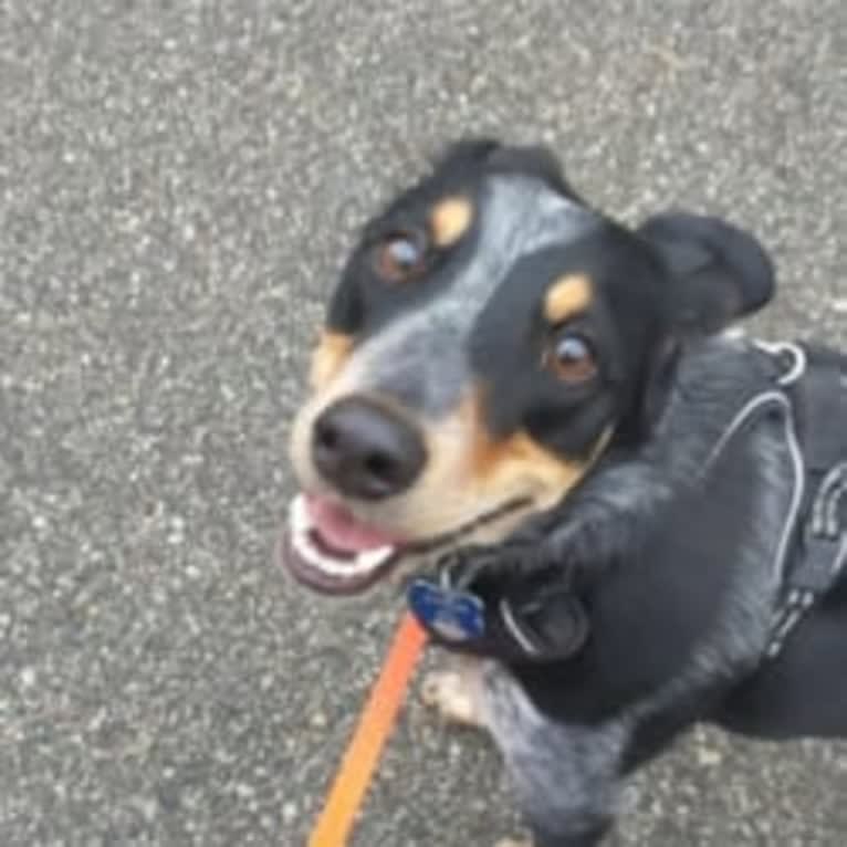 Ranger, an Australian Cattle Dog and American English Coonhound mix tested with EmbarkVet.com