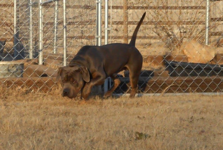 Kryptonite, an American Bully tested with EmbarkVet.com