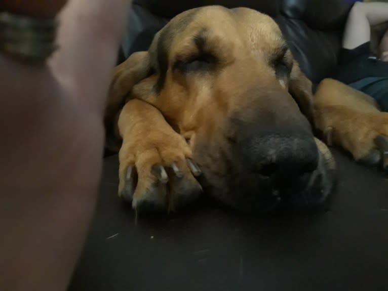 Honey, a Bloodhound tested with EmbarkVet.com