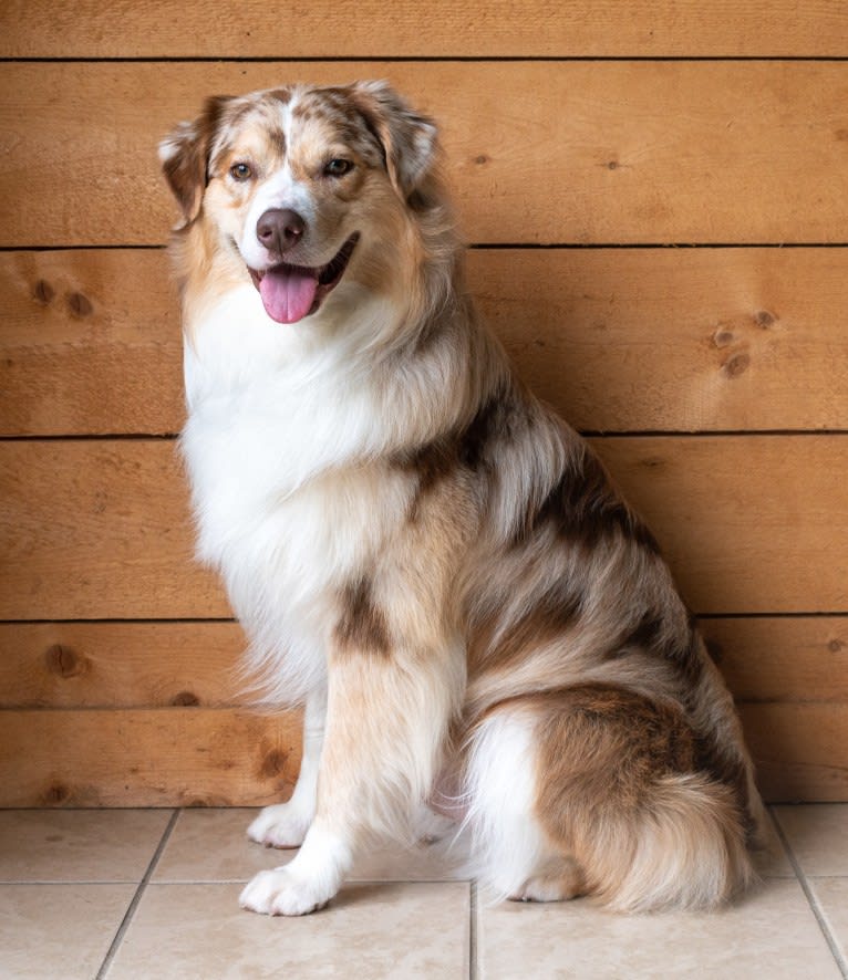 Neville, an Australian Shepherd tested with EmbarkVet.com