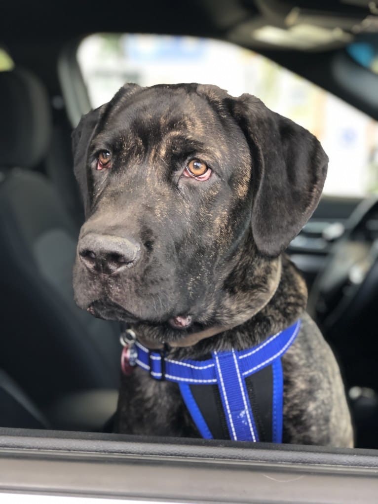 Artie, a Cane Corso tested with EmbarkVet.com