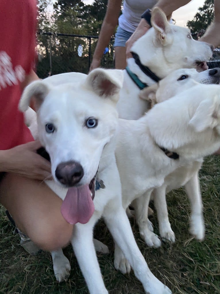 Dash, a Gerberian Shepsky (12.7% unresolved) tested with EmbarkVet.com