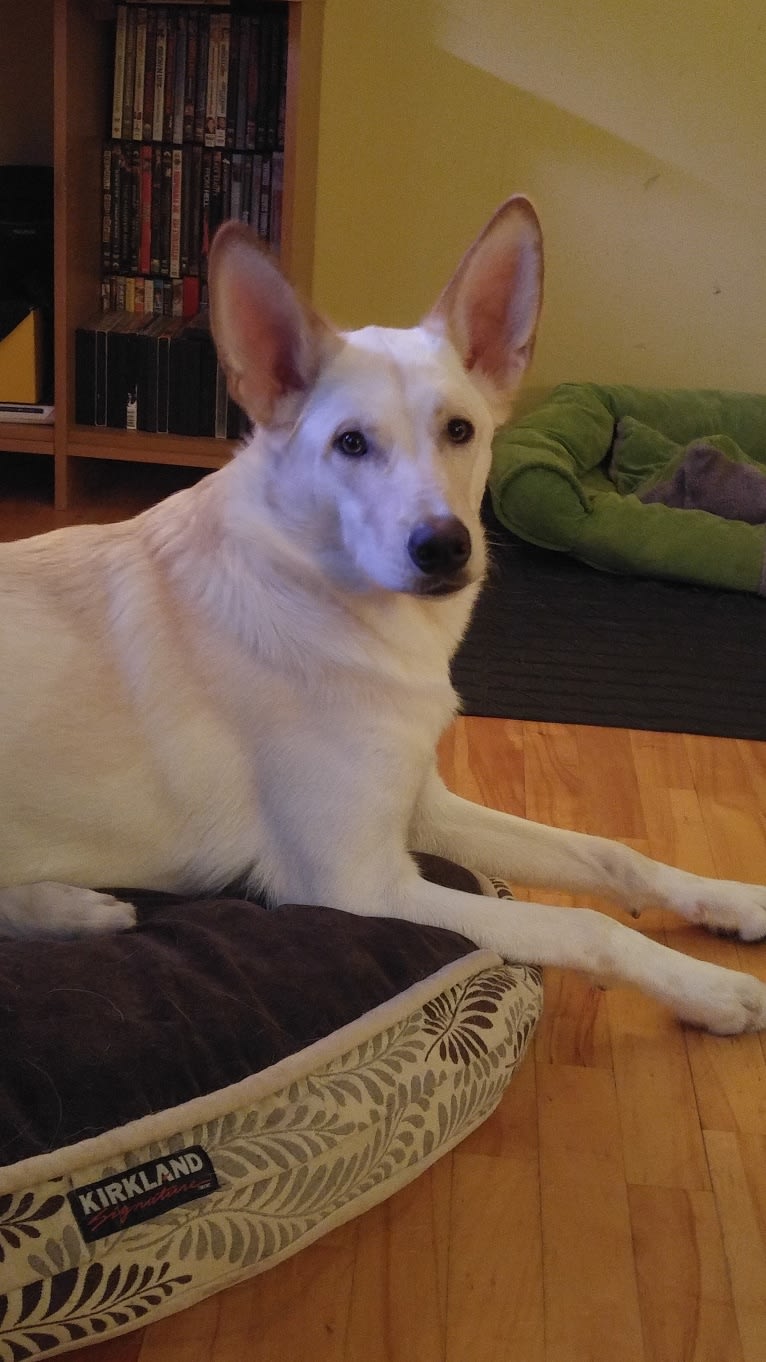 Loki, a Siberian Husky and Australian Cattle Dog mix tested with EmbarkVet.com