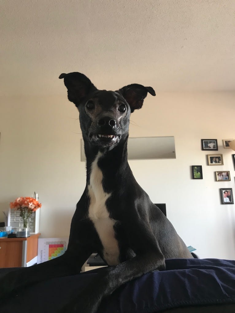 Robbie, a Boston Terrier and Labrador Retriever mix tested with EmbarkVet.com