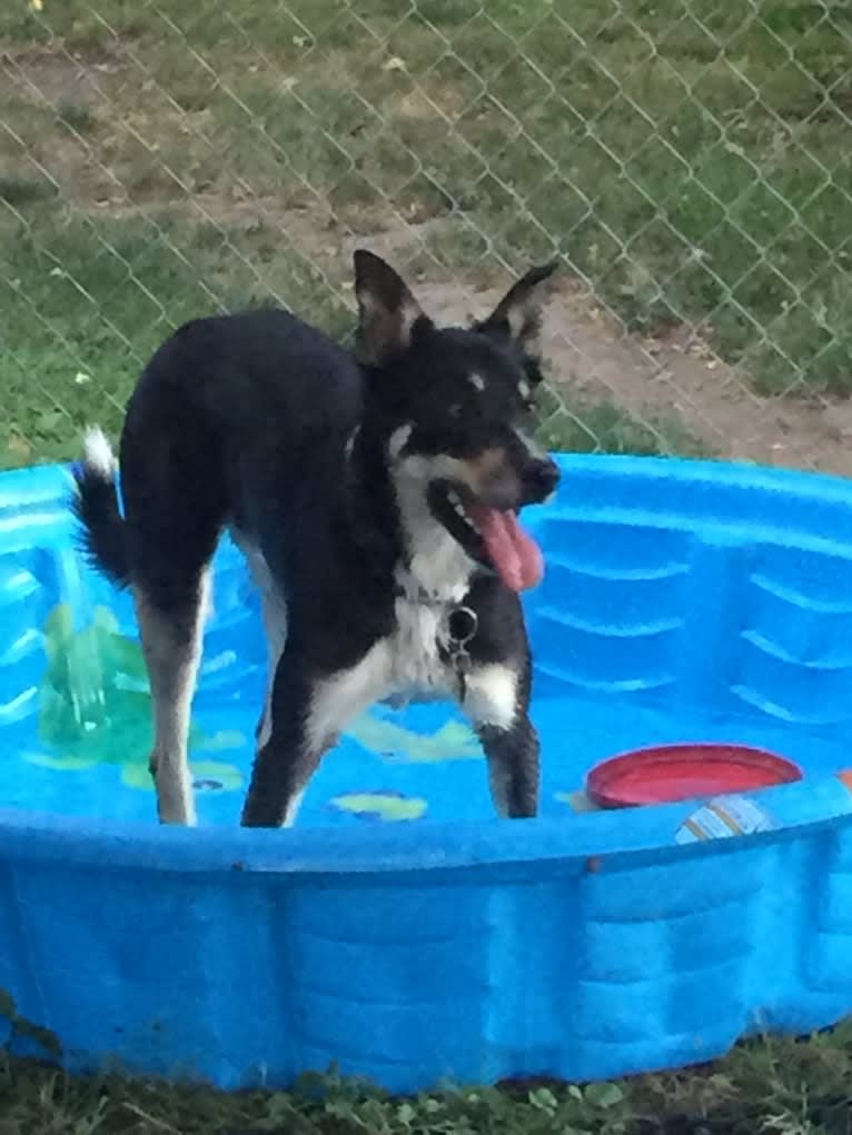 Ollie, a Border Collie tested with EmbarkVet.com