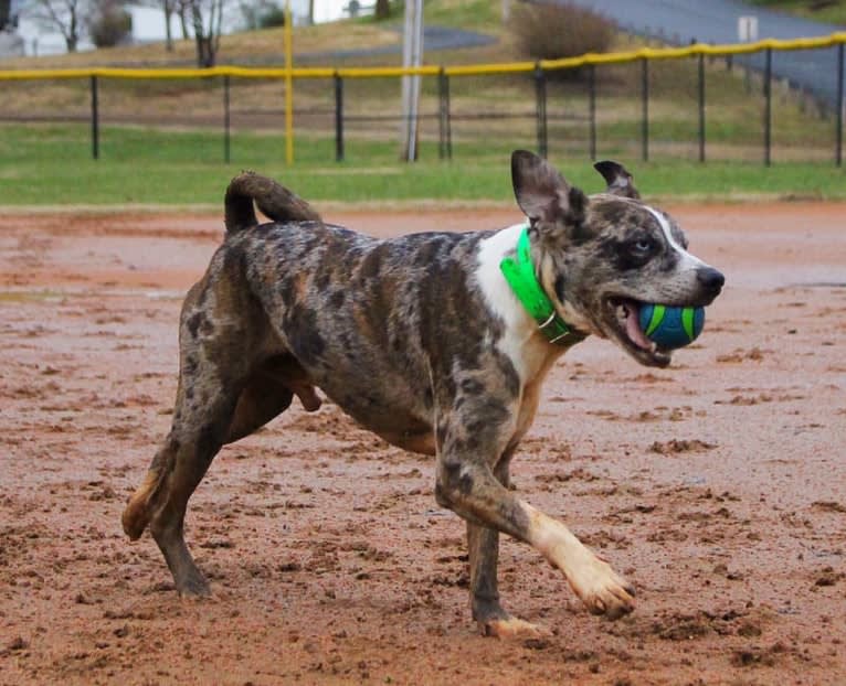 Hammer, a Boston Terrier and Australian Cattle Dog mix tested with EmbarkVet.com