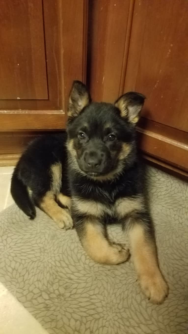 Petra, a German Shepherd Dog and Australian Cattle Dog mix tested with EmbarkVet.com