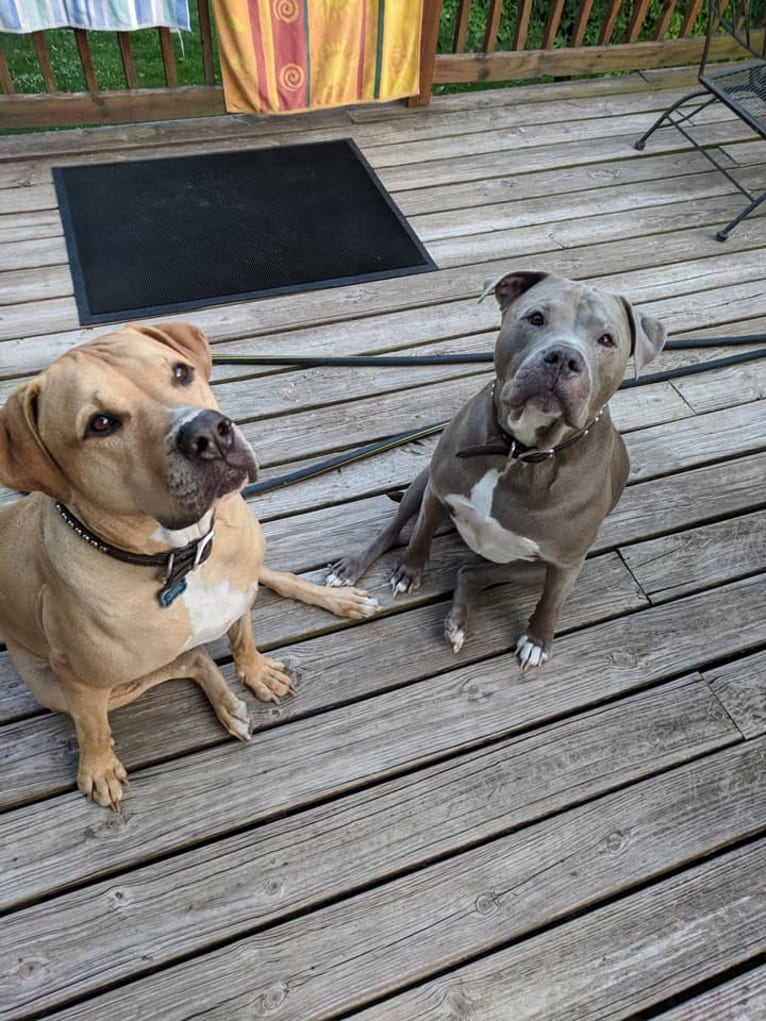Photo of Creedence, an American Pit Bull Terrier, American Staffordshire Terrier, Boxer, and Bulldog mix in North Carolina, USA