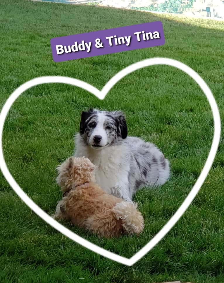 Tiny Tina, a Poodle (Small) and Chihuahua mix tested with EmbarkVet.com
