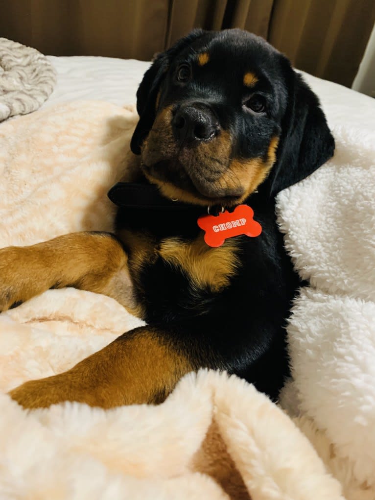 Chompy, a Rottweiler tested with EmbarkVet.com