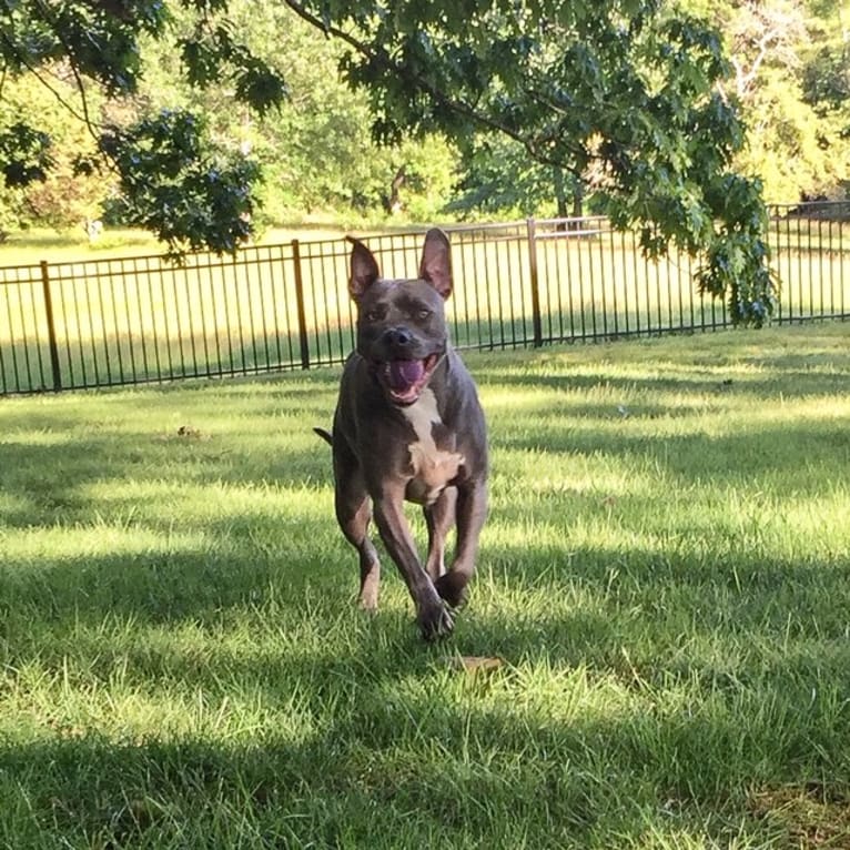 Wallace, a Staffordshire Terrier tested with EmbarkVet.com