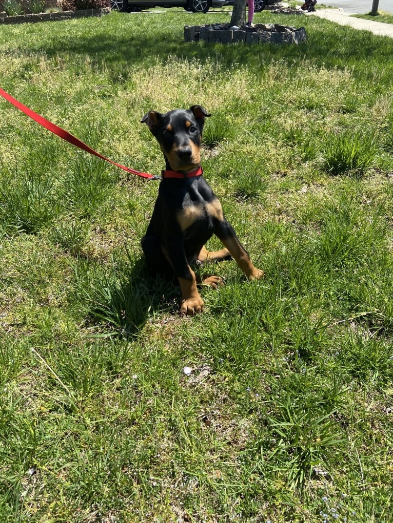 Kane, a Doberman Pinscher tested with EmbarkVet.com