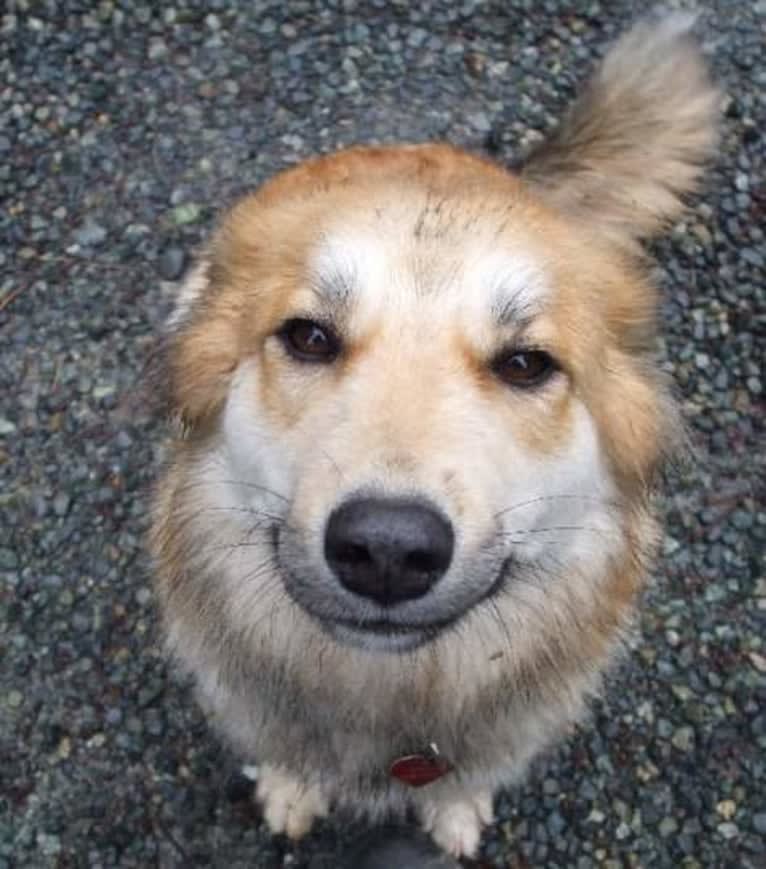 Amber, an Australian Cattle Dog and German Shepherd Dog mix tested with EmbarkVet.com