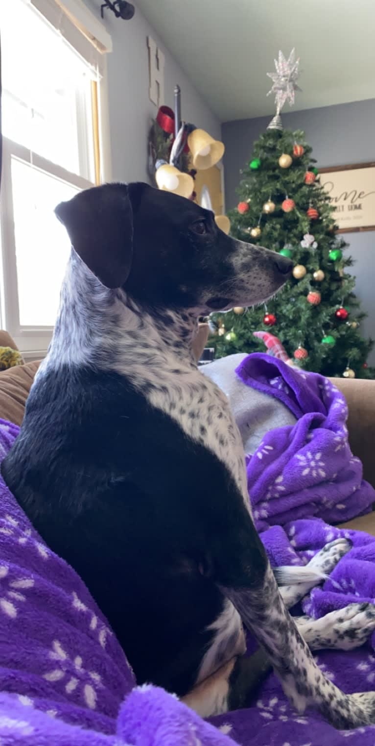 Izzy, a Dalmatian and Labrador Retriever mix tested with EmbarkVet.com