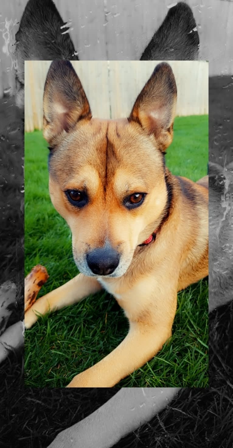 Shadow, a Pomeranian and American Bulldog mix tested with EmbarkVet.com