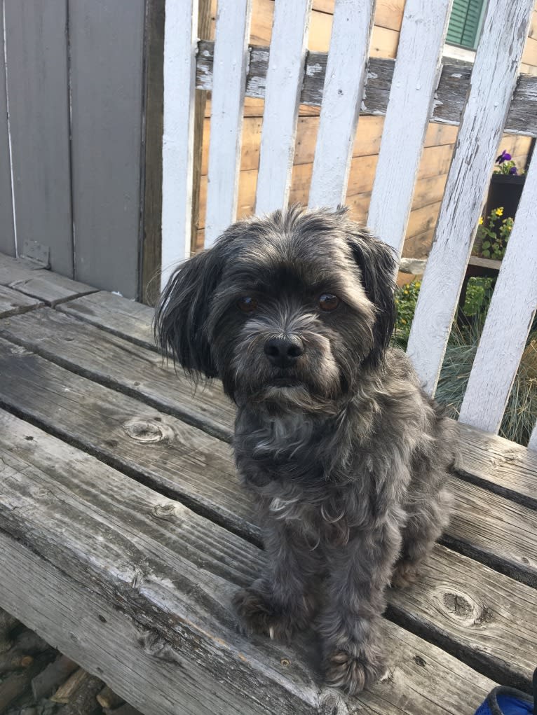 Stellar, a Shih Tzu and American Eskimo Dog mix tested with EmbarkVet.com