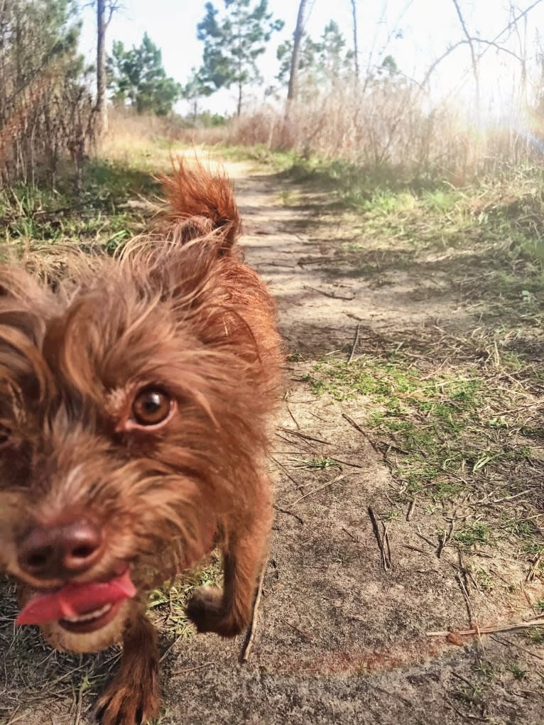 Mazzy, a Chihuahua and Maltese mix tested with EmbarkVet.com