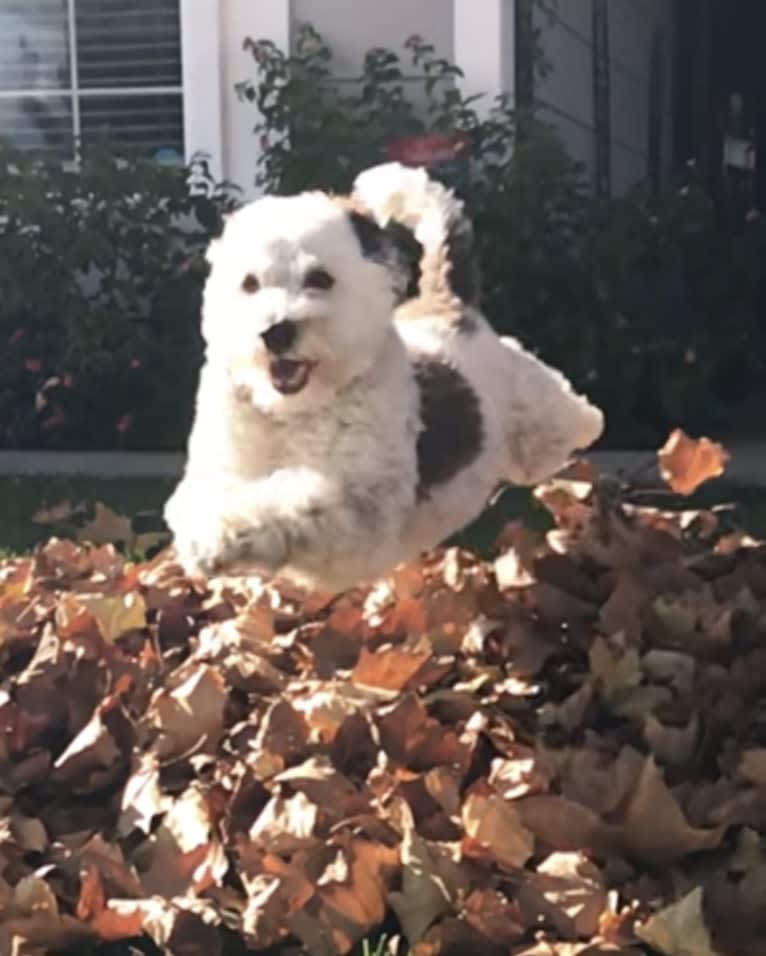 Tucker, a Poodle (Small) and Chihuahua mix tested with EmbarkVet.com