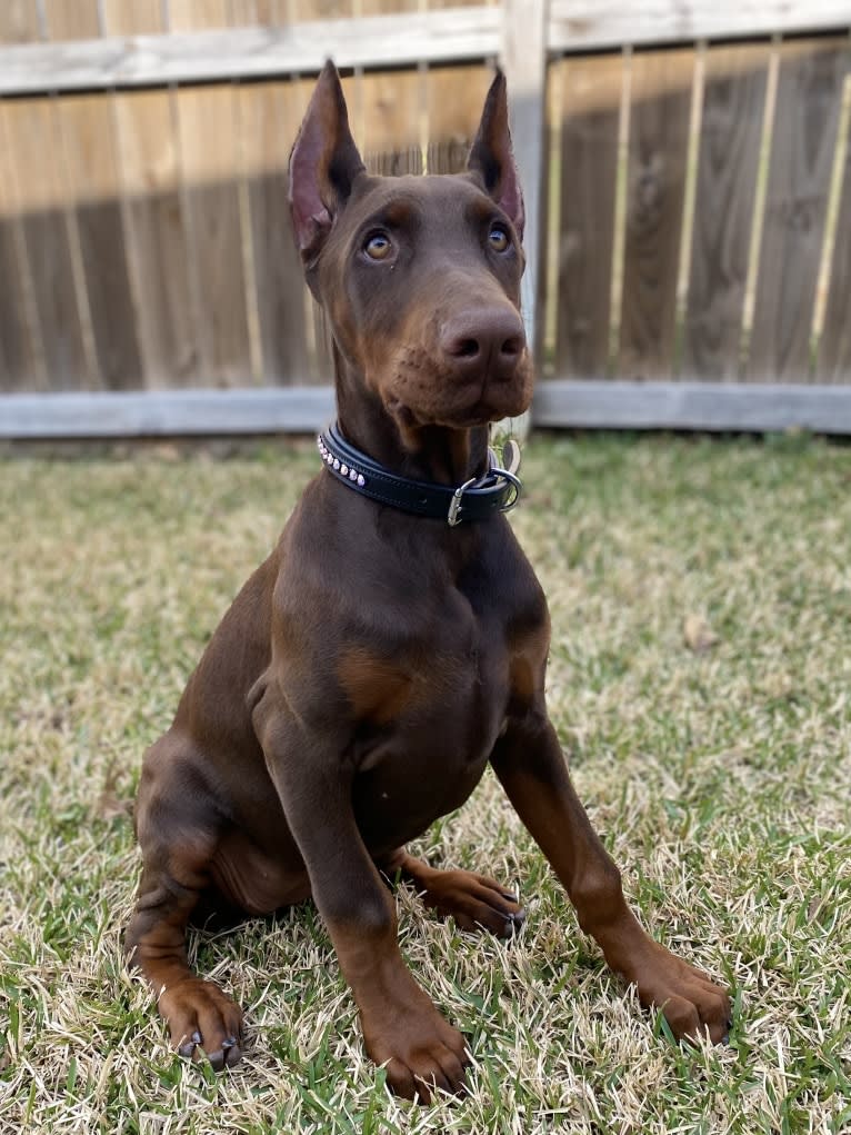 Gertie, a Doberman Pinscher tested with EmbarkVet.com