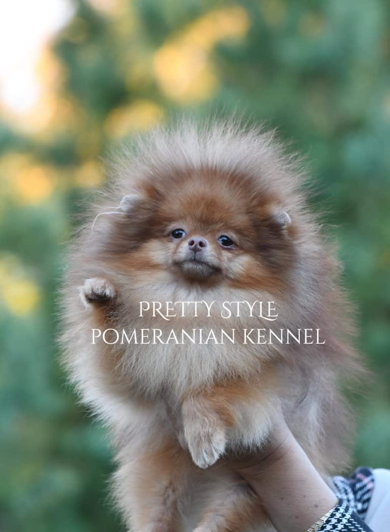 Diego, a Pomeranian tested with EmbarkVet.com