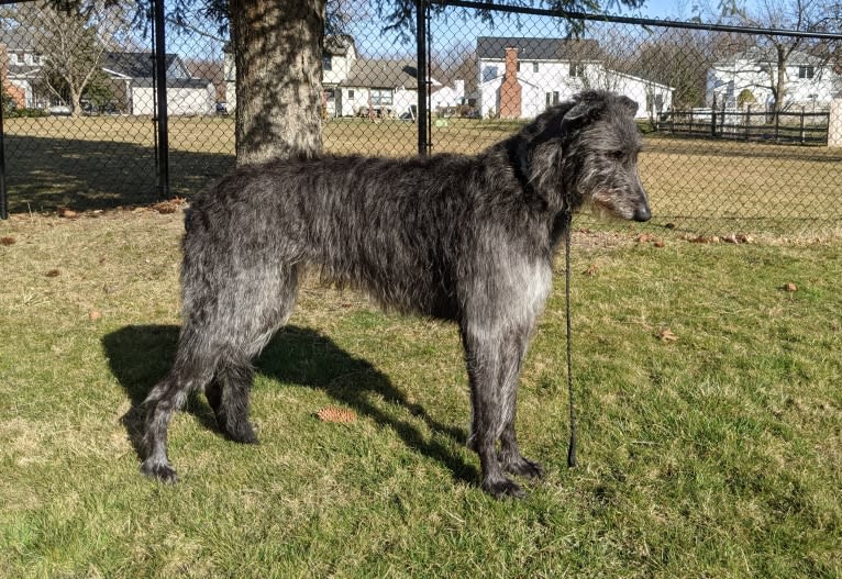 Dhu Mohr Houndstooth Zenith at Clythquin, a Scottish Deerhound tested with EmbarkVet.com