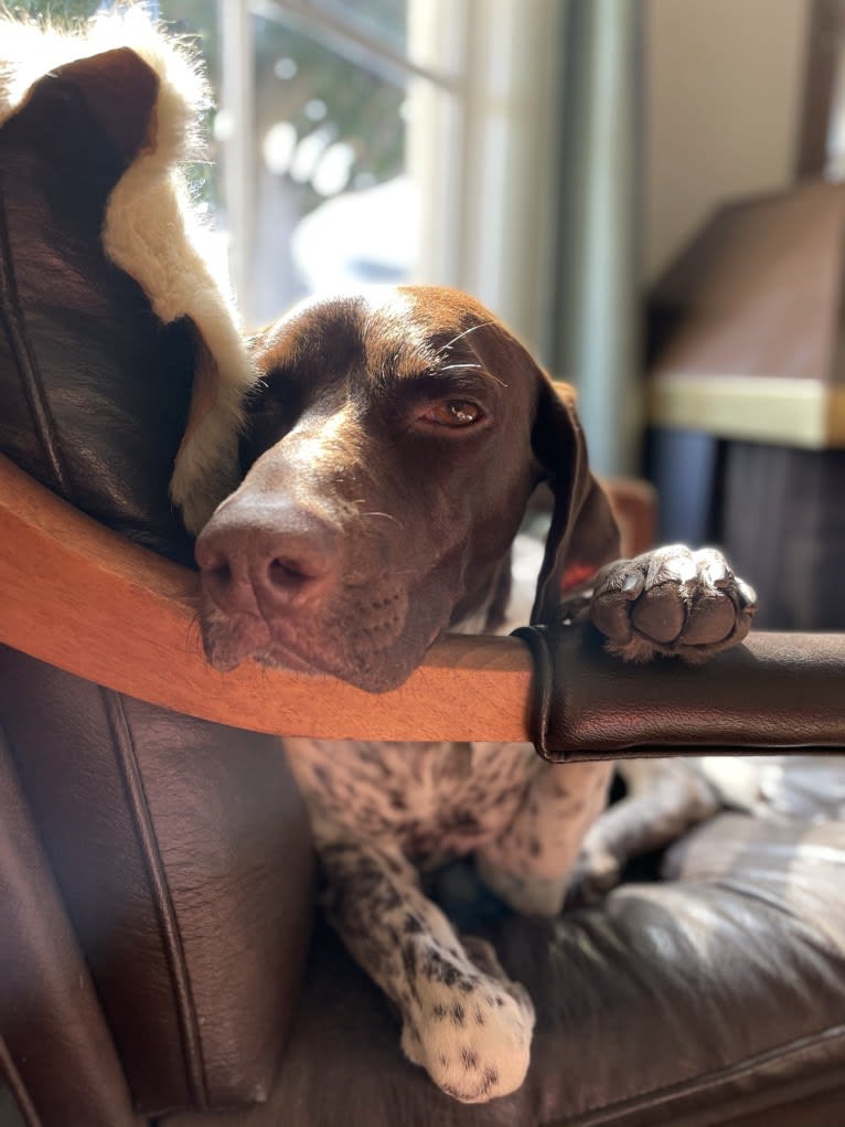 Juniper, a German Shorthaired Pointer tested with EmbarkVet.com