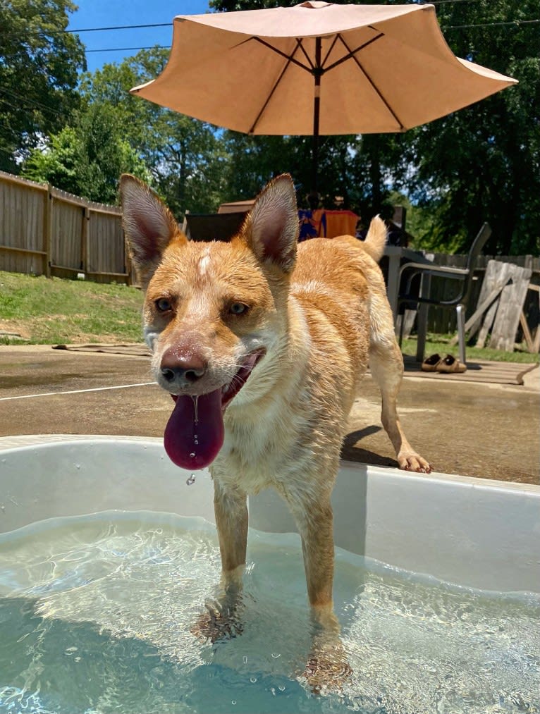 Lou, an Australian Cattle Dog and Australian Shepherd mix tested with EmbarkVet.com