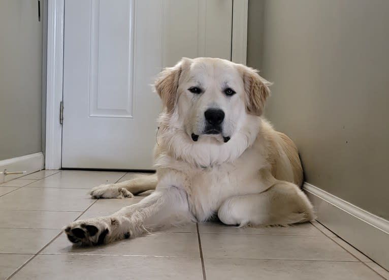 Bernoulli, a Great Pyrenees and Anatolian Shepherd Dog mix tested with EmbarkVet.com