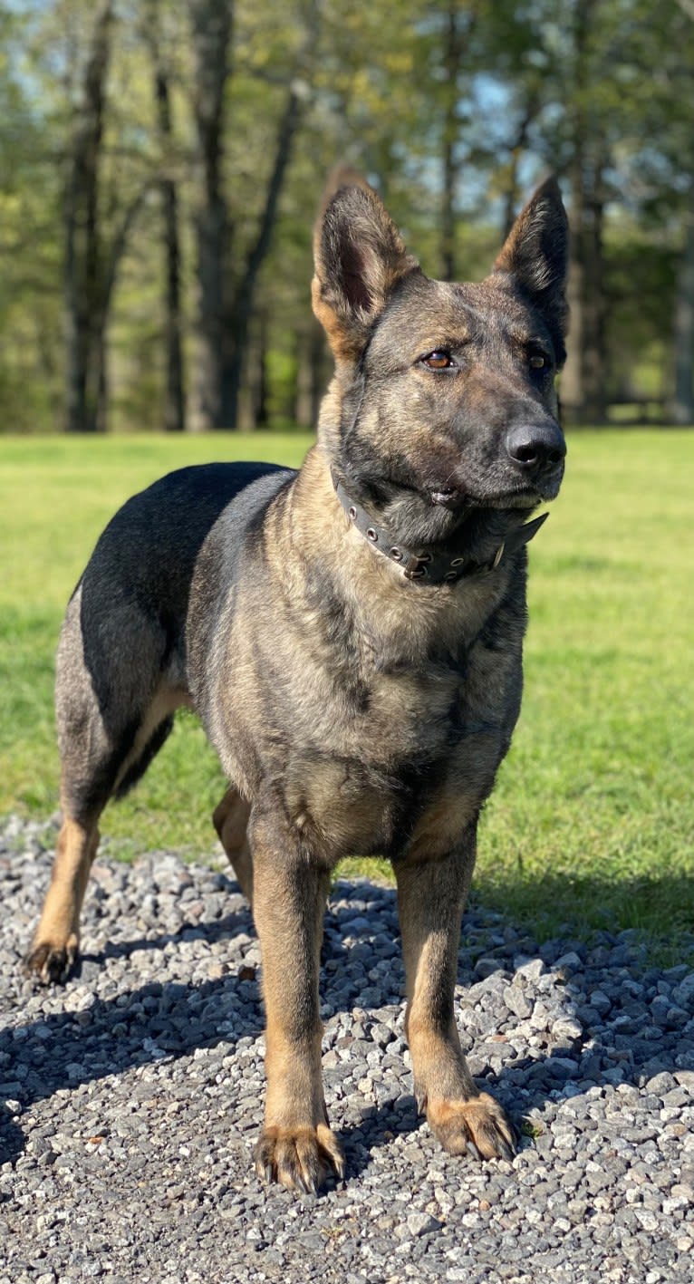 Fortune, a German Shepherd Dog tested with EmbarkVet.com