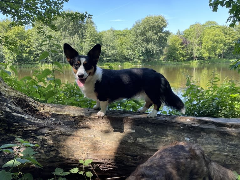 Welshjewels Idol’s Eye, a Cardigan Welsh Corgi tested with EmbarkVet.com