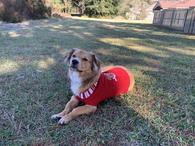 Khaleesi, a Rottweiler and German Shepherd Dog mix tested with EmbarkVet.com