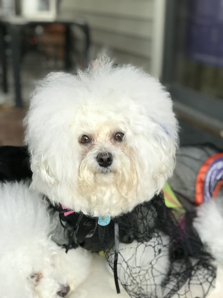 Charlotte Elizabeth, a Bichon Frise tested with EmbarkVet.com