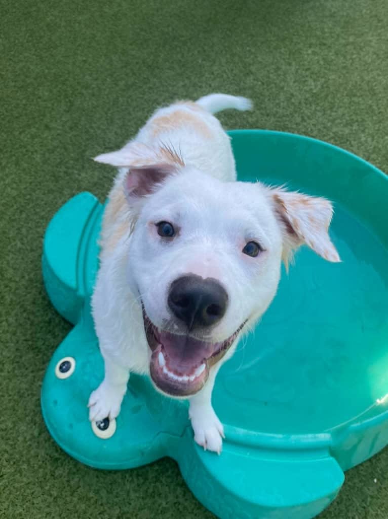 Thor, an American Pit Bull Terrier and Australian Shepherd mix tested with EmbarkVet.com