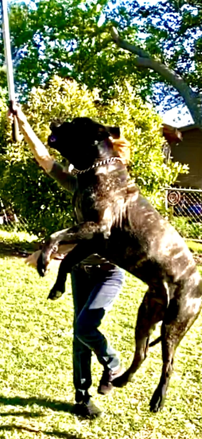 Photo of MoJoJoJo, a Mastiff and Boxer mix in Oklahoma, USA