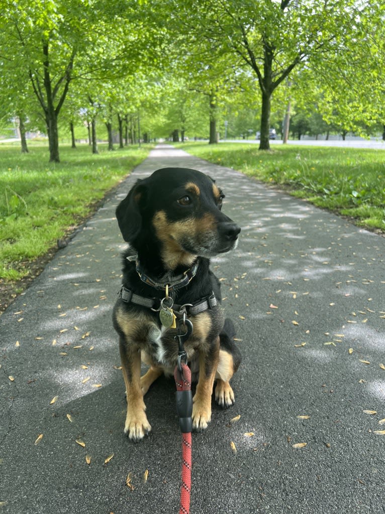 Cody, a Rat Terrier and Cocker Spaniel mix tested with EmbarkVet.com