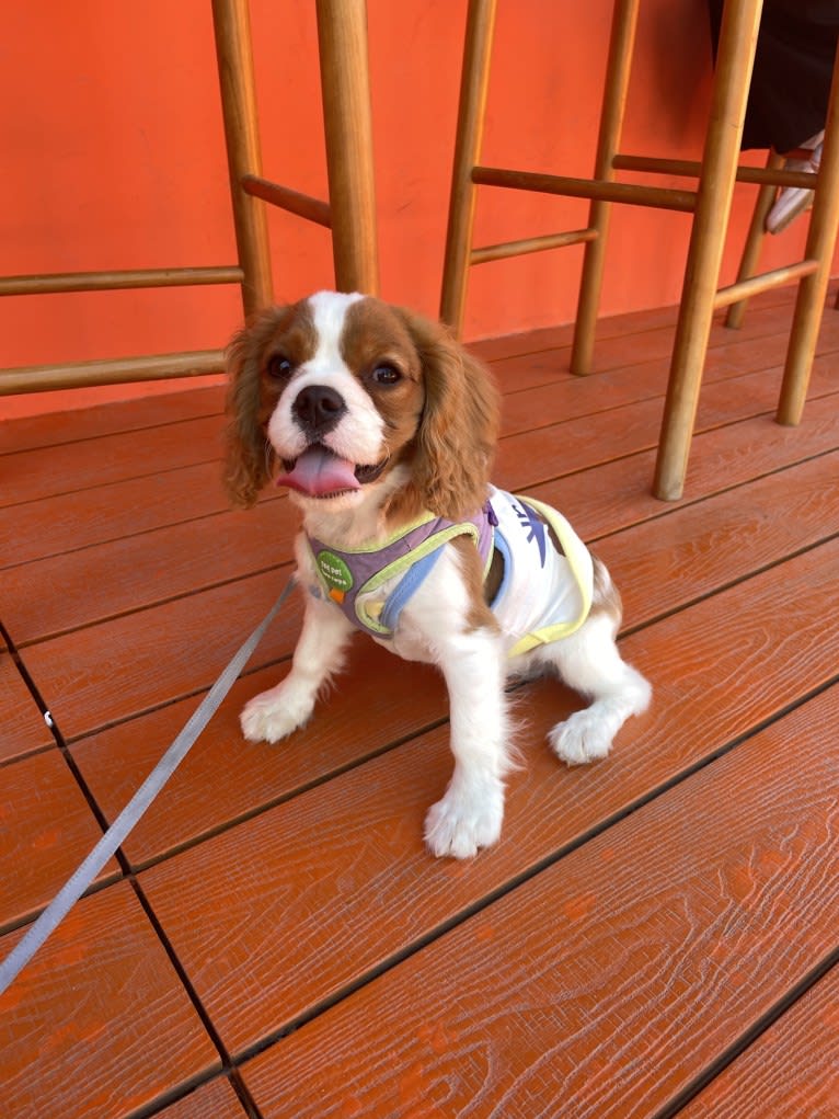 Lucky, a Cavalier King Charles Spaniel tested with EmbarkVet.com