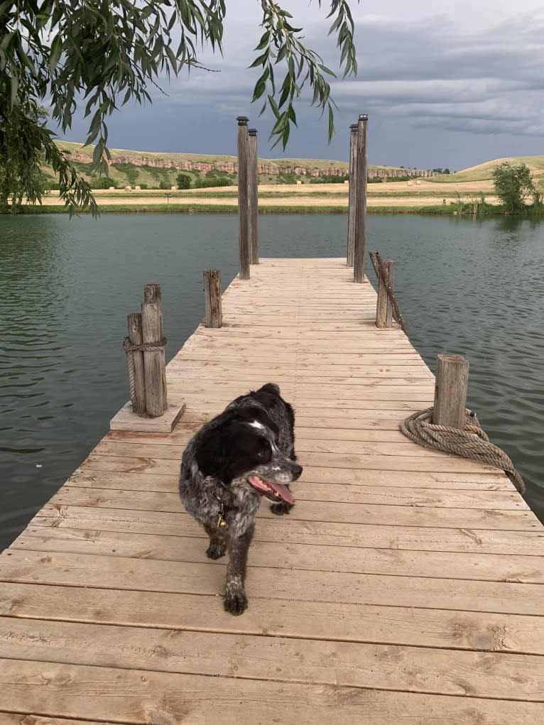 Riley, an English Springer Spaniel and Australian Cattle Dog mix tested with EmbarkVet.com