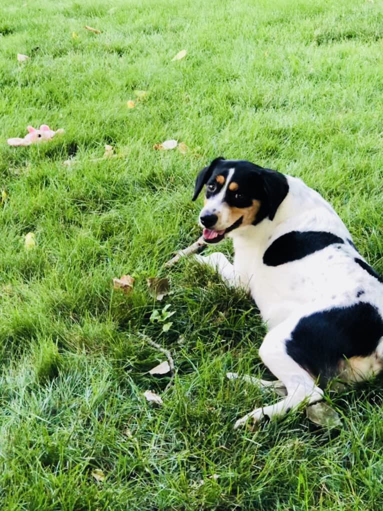 Bailey “BeeBee”, an Australian Shepherd and Labrador Retriever mix tested with EmbarkVet.com