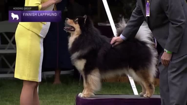 Bandit, a Finnish Lapphund tested with EmbarkVet.com