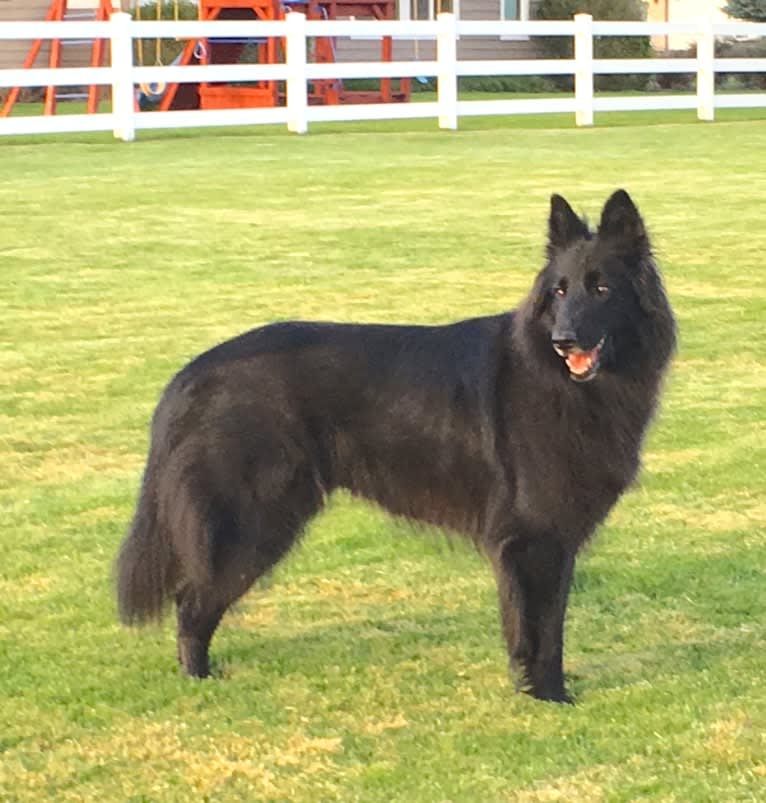 Baku, a Belgian Shepherd tested with EmbarkVet.com