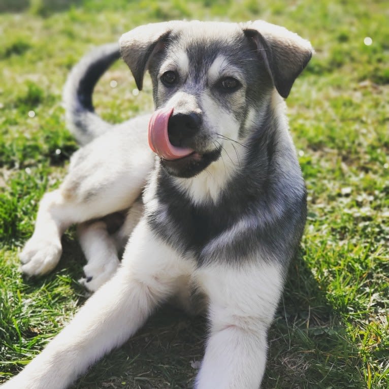 Timber, a Siberian Husky and American Bulldog mix tested with EmbarkVet.com